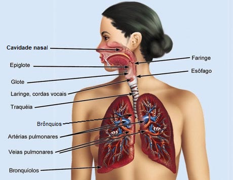 Anatomia humana orgãos