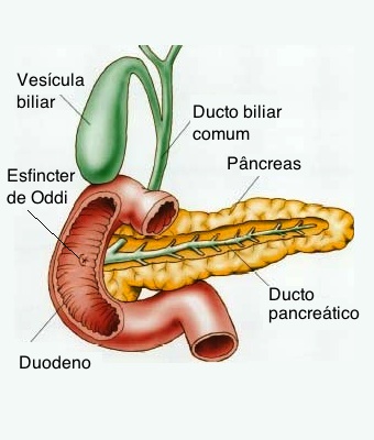 anatomia-do-pancreas