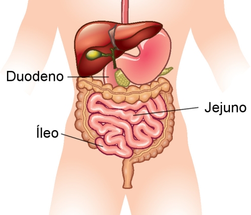 anatomia-intestino-delgado