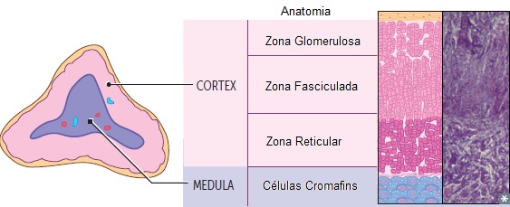 anatomia-supra-renal