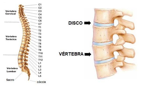 esqueleto-humano-coluna-vertebral