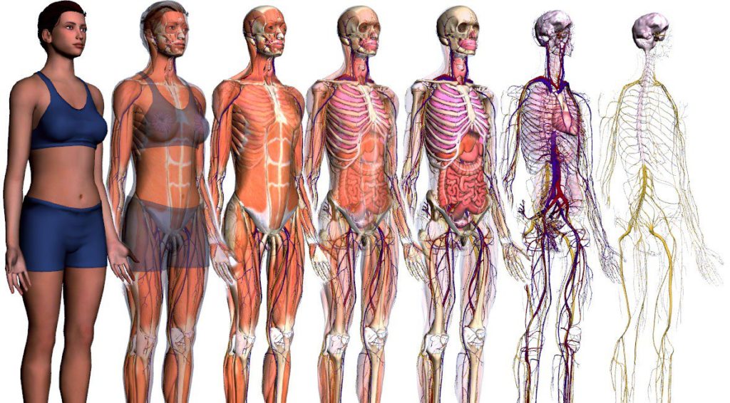 Anatomia-do-corpo-humano