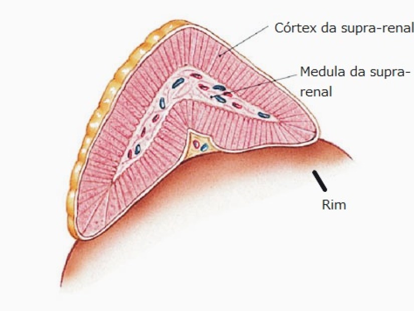 cortex-medula-supra-renal