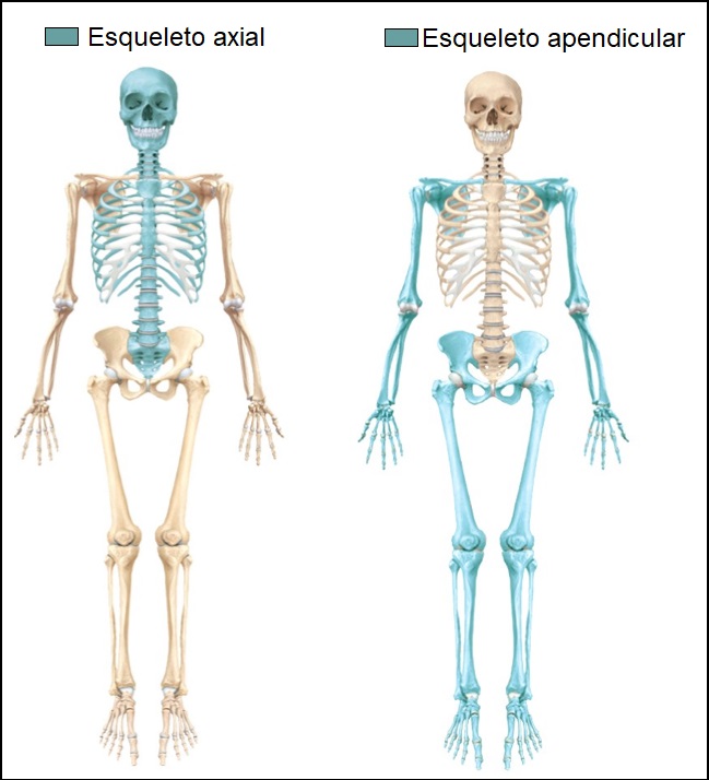 esqueleto-humano-axial-apendicular