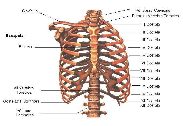 esqueleto-humano-torax