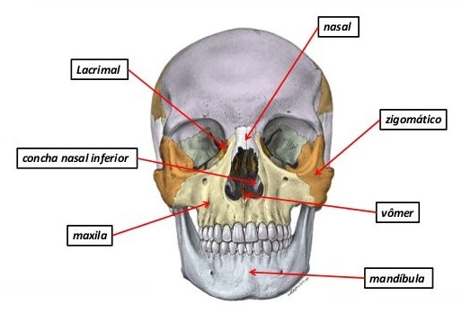 ossos-do-cranio-face