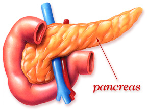 pancreas-sistema-endocrino