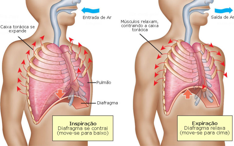 Sistema Respiratório Humano | Anatomia e Função | Resumo | Respiração
