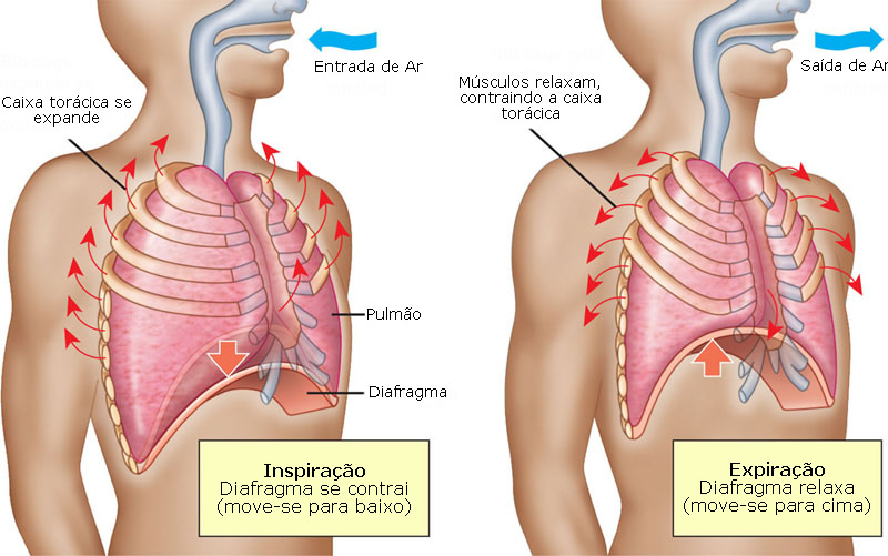 mecânica-do-sistema-respiratório