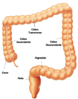 sistema-digestivo-intestino-grosso