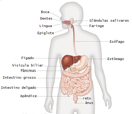 anatomia-do-sistema-digestivo