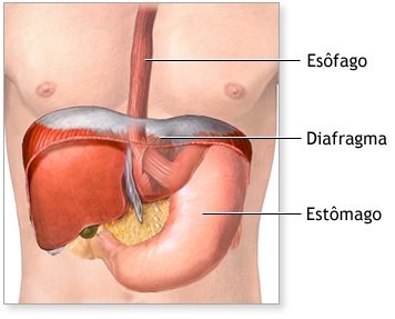 sistema-digestivo-esofago