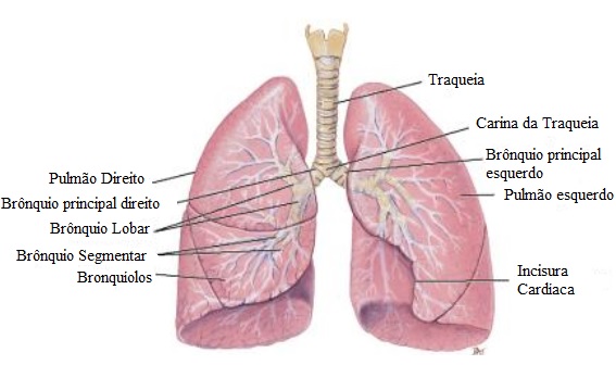 sistema-respiratorio-pulmoes