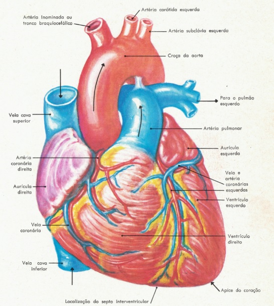 coração-anatomia
