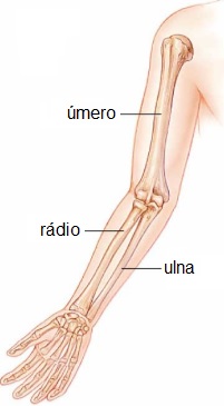 ossos-do-antebraço-rádio-e-ulna