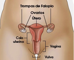 canal-vaginal