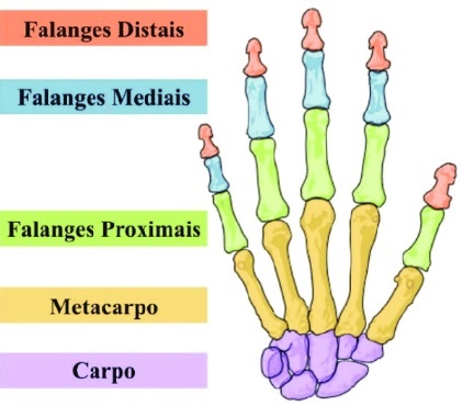 esqueleto-humano-mão