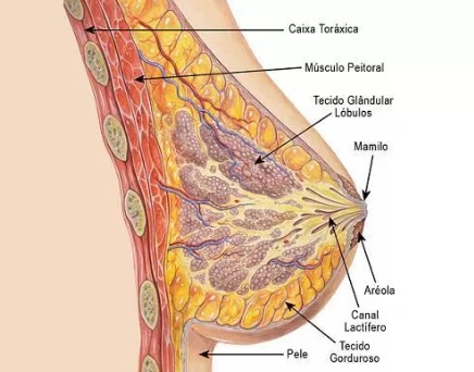 glandulas-mamarias