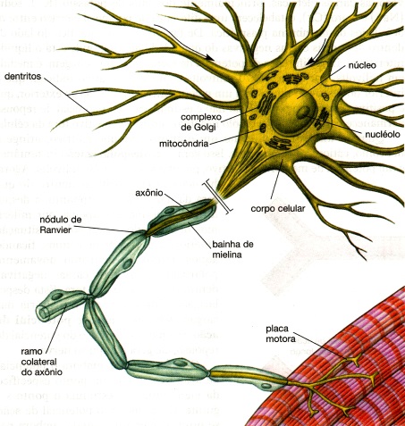 neurônios-anatomia