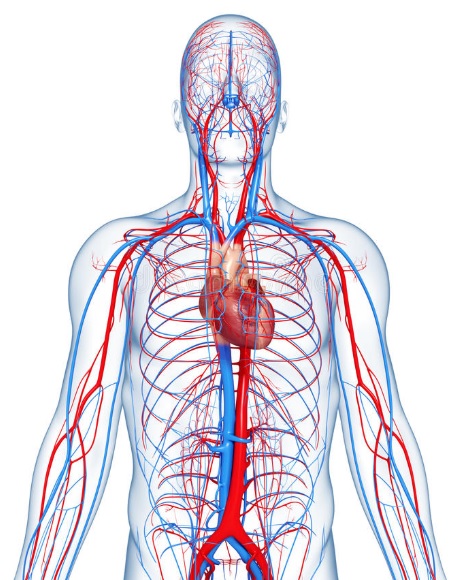 sistema-circulatorio