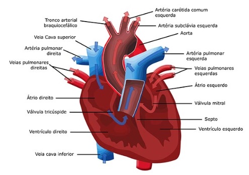coração-sistema-circulatorio