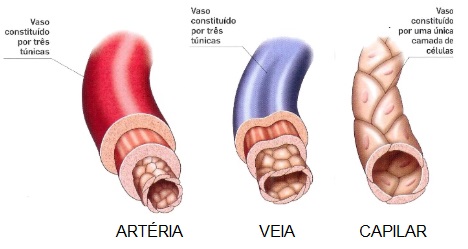 arteria-veia-capilar