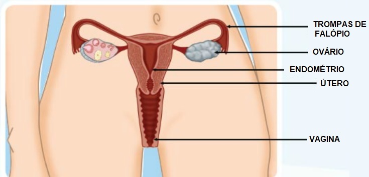 sistema-reprodutor-feminino