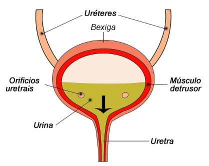 sistema-urinario-bexiga
