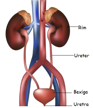 sistema-urinário