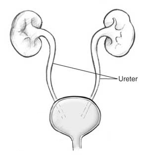 ureter