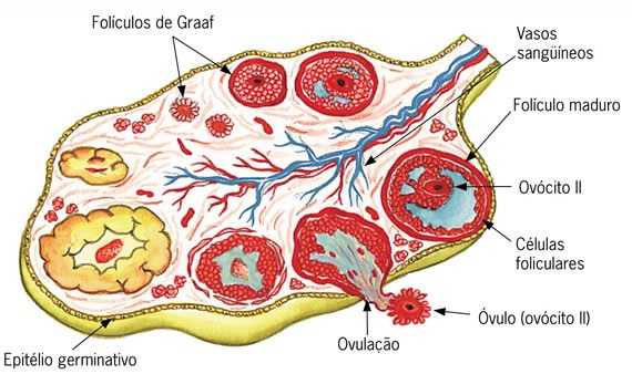 Folículos-ovarianos