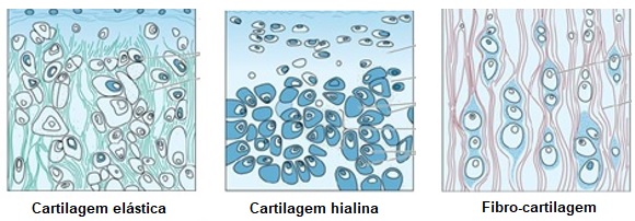 Tipos-de-cartilagens