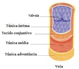 anatomia-da-veia