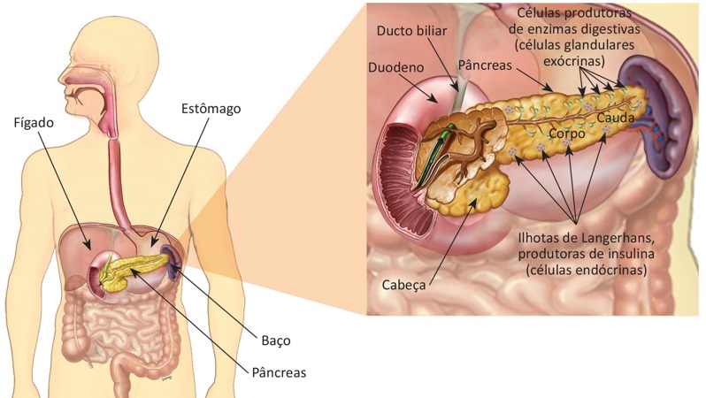 anatomia-do-pâncreas
