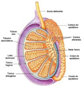 Testículos - anatomia e função