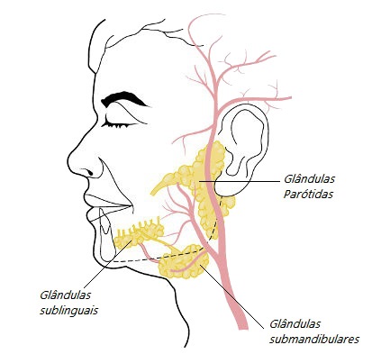 anatomia-glândulas-salivares