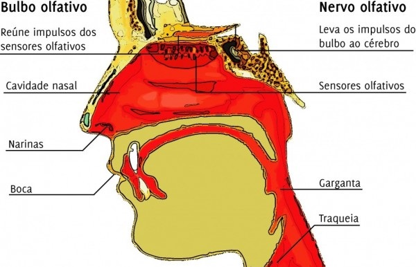anatomia-olfato