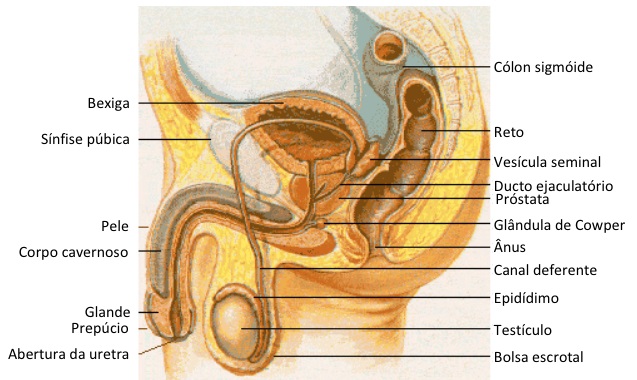 anatomia-uretra