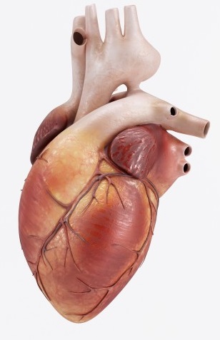 ciclo-cardíaco