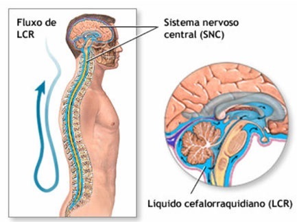 circulação-do-líquido-cefalorraquidiano