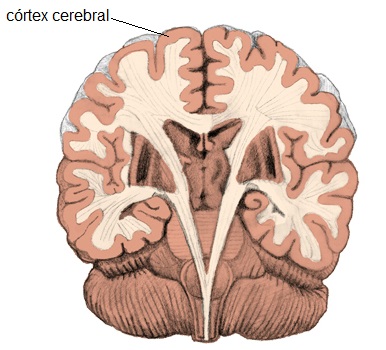 córtex-cerebral