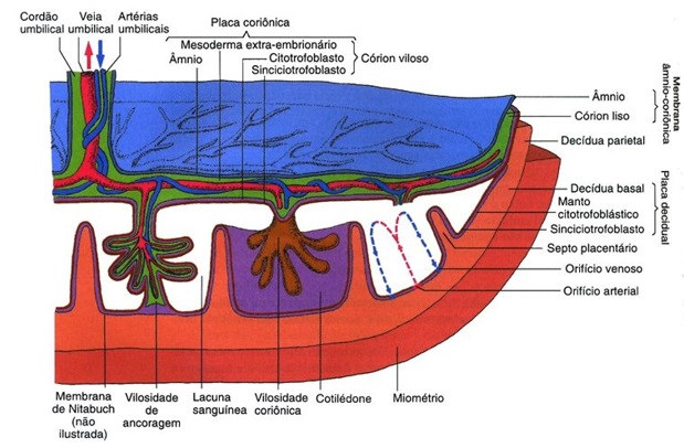 estrutura-da-placenta