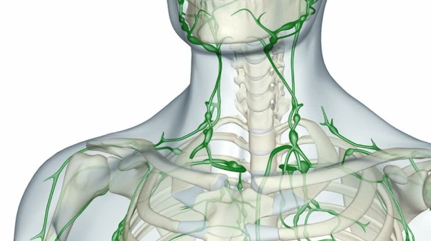 estrutura-dos-vasos-linfáticos