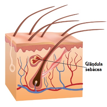 glândula-sebácea