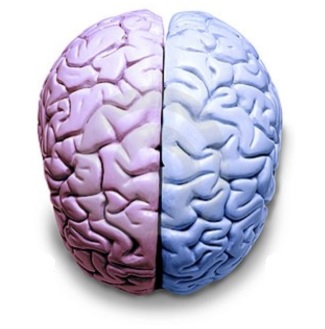 hemisférios-do-cérebro