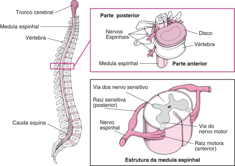 Medula Espinhal Fisiologia e função Anatomia dos Nervos Espinhais Medula Espinhal Fisiologia e função Anatomia dos Nervos Espinhais