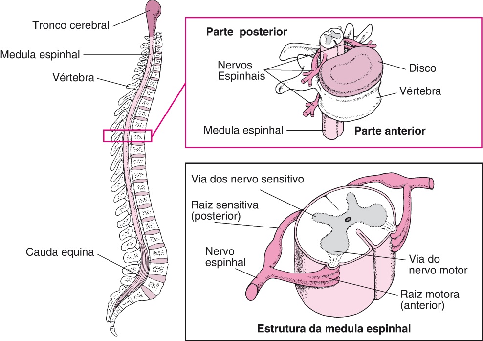 medula-espinhal-anatomia