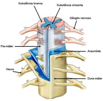 meninges