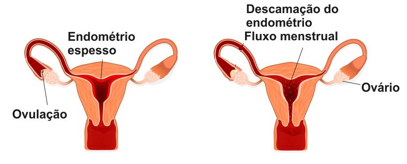 endométrio-ciclo-menstrual