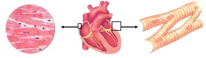 miocardio-estrutura